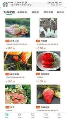 泉水(草)莓