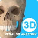 维萨里3D解剖ios版