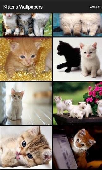 kittens wallpapers app(小猫壁纸)