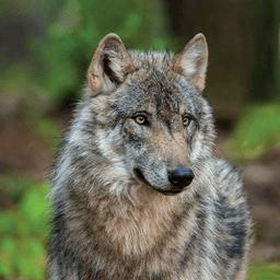 森林狼生存模拟器手机版