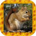 SquirrelSimulator3D